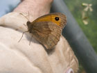 meadow brown on the arm