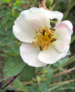 burnet rose: Rosa pimpinellifolia L
