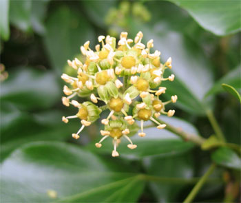 ivy flower