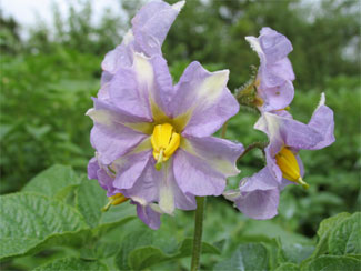 Potato catriona, flowers